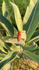 Tetraopes femoratus