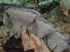 Phellodon niger