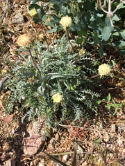 Chaenactis santolinoides