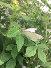 Ascia monuste monuste