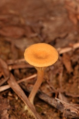 Crepidotus subfulviceps