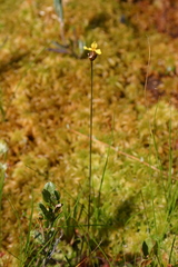 Xyris montana