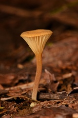 Crepidotus subfulviceps