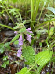 Stachys agraria