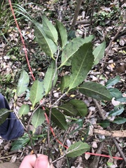 Diospyros fasciculosa