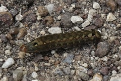 Spodoptera eridania