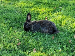 Oryctolagus cuniculus domesticus