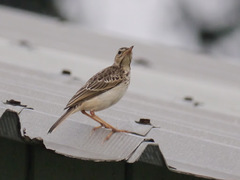 Anthus pallidiventris