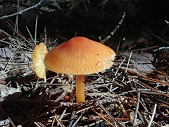 Gliophorus