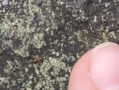 Entomobrya atrocincta