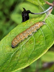 Saucrobotys futilalis