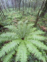 Dryopteris wallichiana