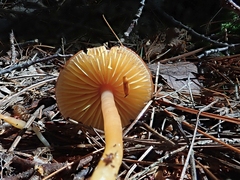 Gliophorus
