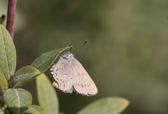 Satyrium sylvinus