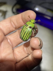 Chrysina gloriosa