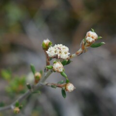 Spyridium eriocephalum