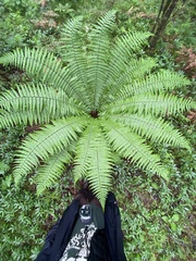 Dryopteris wallichiana