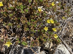 Portulaca rubricaulis
