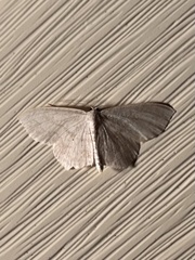 Scopula inductata