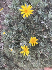 Euryops
