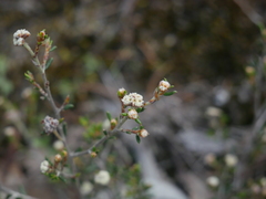 Spyridium eriocephalum