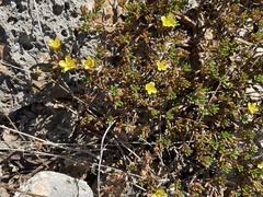 Portulaca rubricaulis