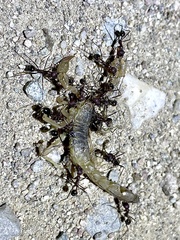 Novomessor albisetosus