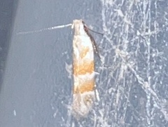 Battaristis vittella