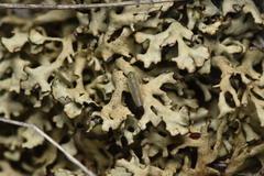 Xanthoparmelia wyomingica