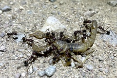 Novomessor albisetosus