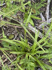 Paspalum