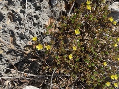 Portulaca rubricaulis