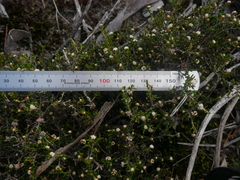 Spyridium eriocephalum