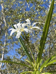 Plumeria alba