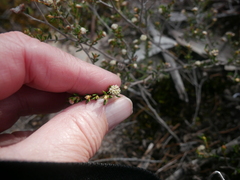 Spyridium eriocephalum