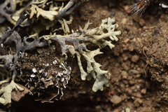 Xanthoparmelia wyomingica