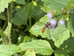Episyrphus viridaureus
