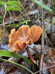 Marasmius siccus