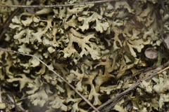 Xanthoparmelia wyomingica