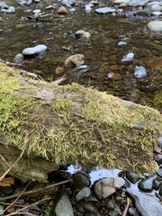 Brachythecium rivulare