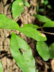 Diptera