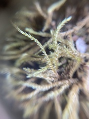 Brachythecium rivulare