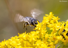 Megachile rotundata