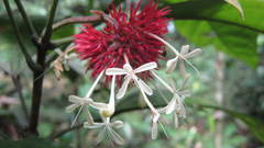 Clerodendrum deflexum