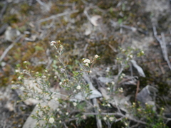 Spyridium eriocephalum