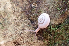 Bradybaena similaris