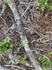 Flavopunctelia flaventior