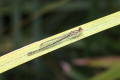 Austroagrion watsoni