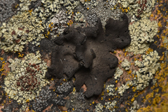 Umbilicaria