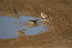Emberiza hortulana